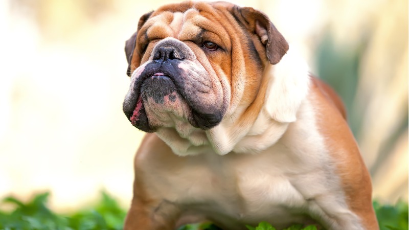 bulldog