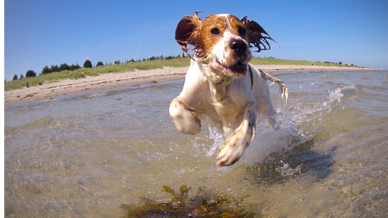 cocker spaniel