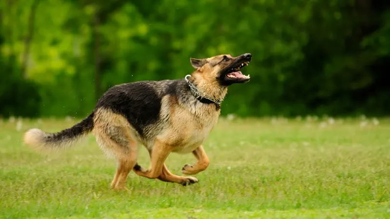 german shepherd