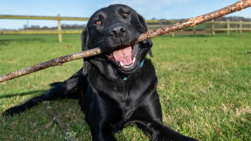 labrador