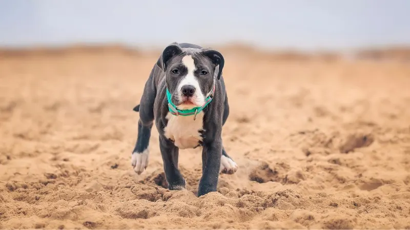 american pitbull