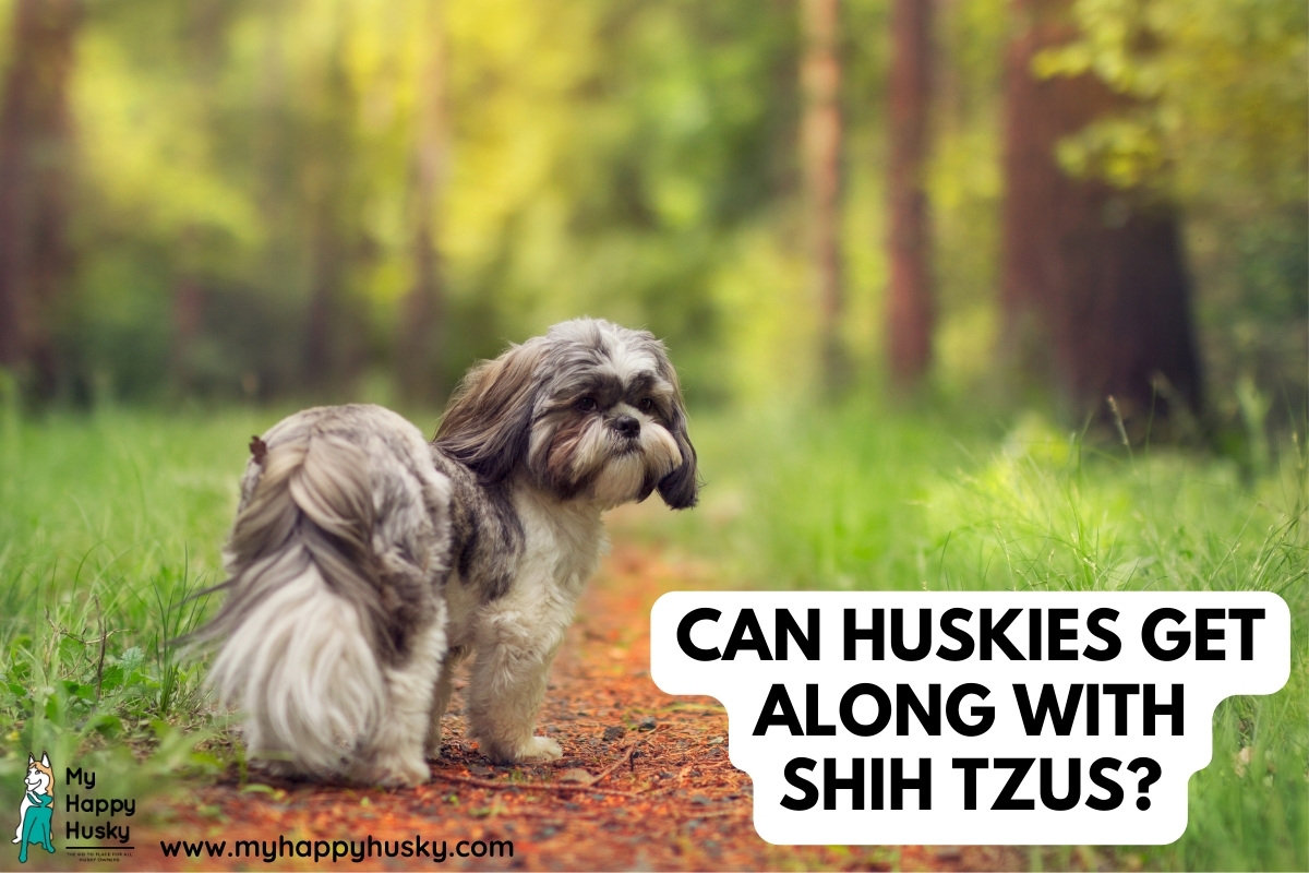 can huskies get along with shih tzus