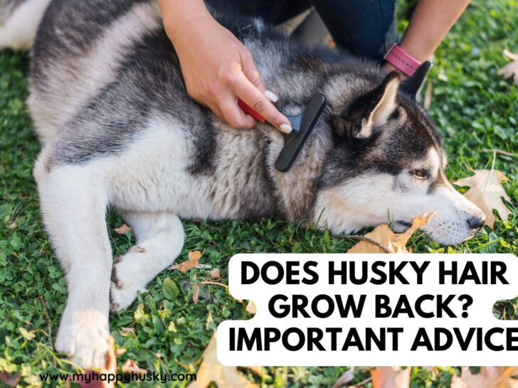 does husky hair grow back