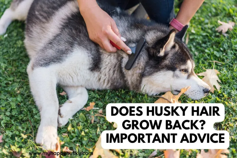 does husky hair grow back