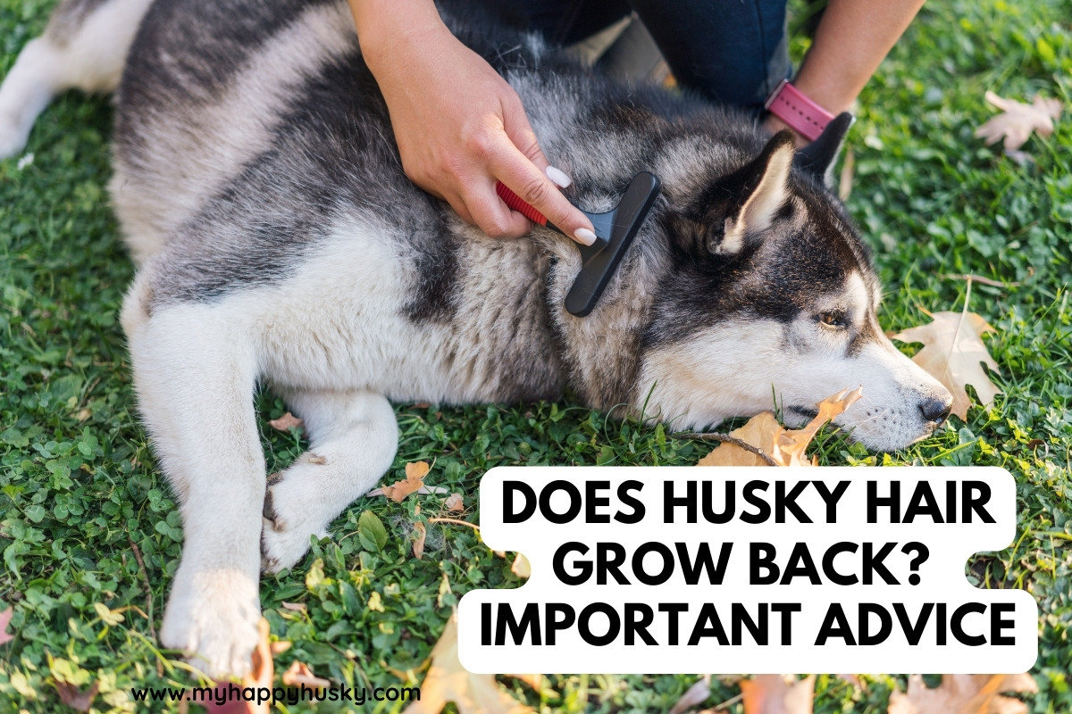 Siberian deals husky hair