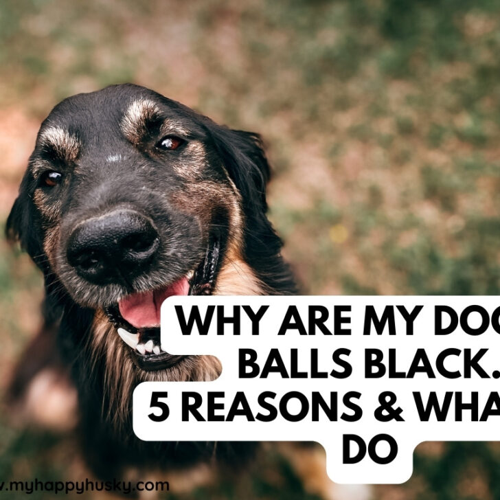 Why Are My Dog’s Balls Black Expert Information My Happy Husky