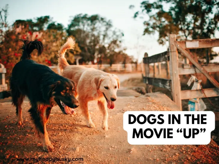 dogs in the movie up