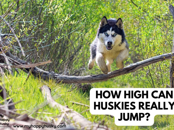 how high can huskies jump