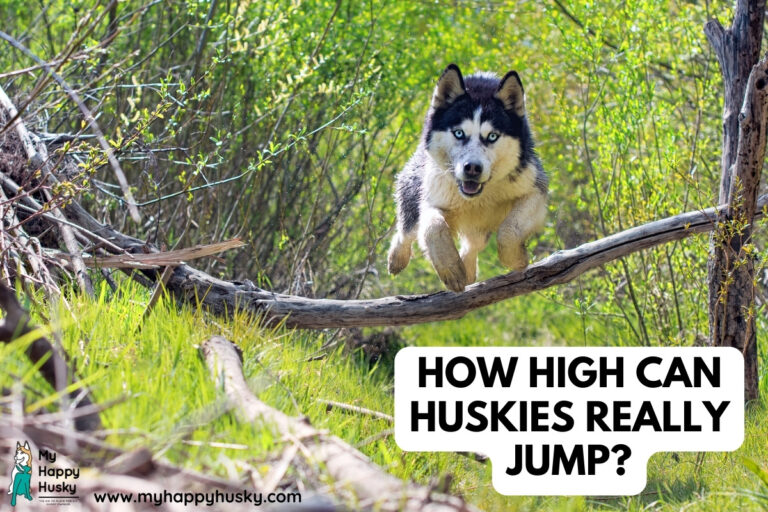 how high can huskies jump
