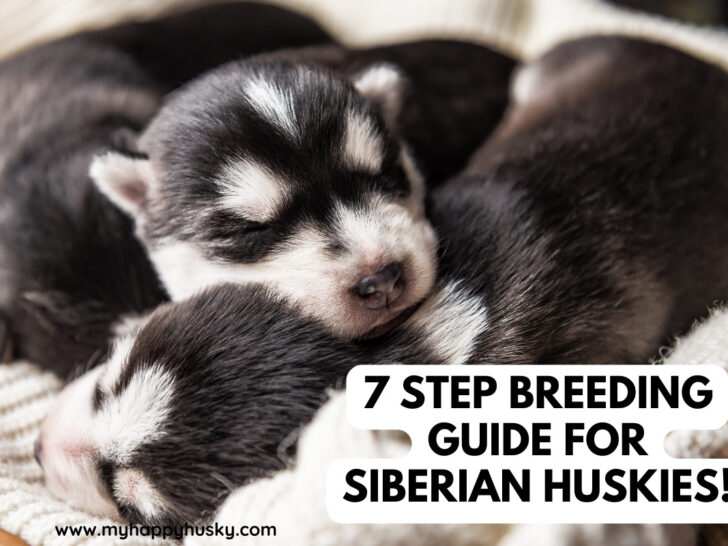 how to breed siberian huskies