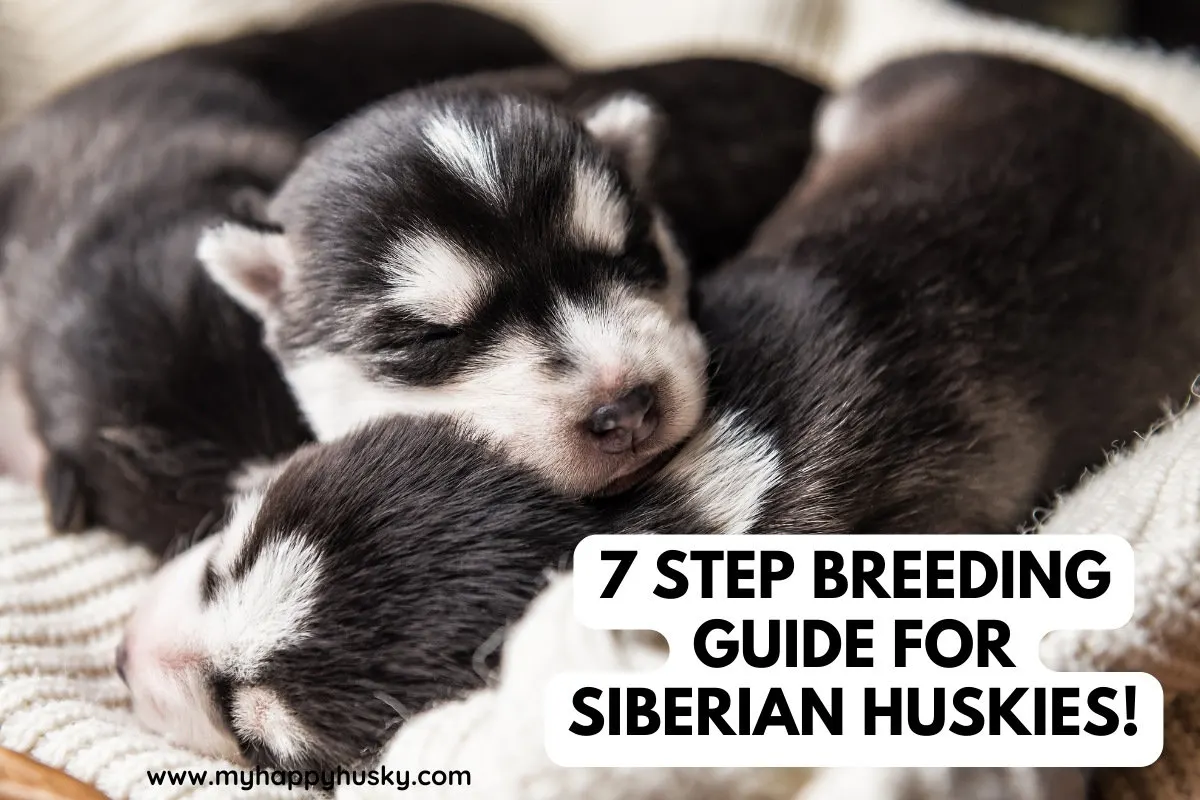 how to breed siberian huskies
