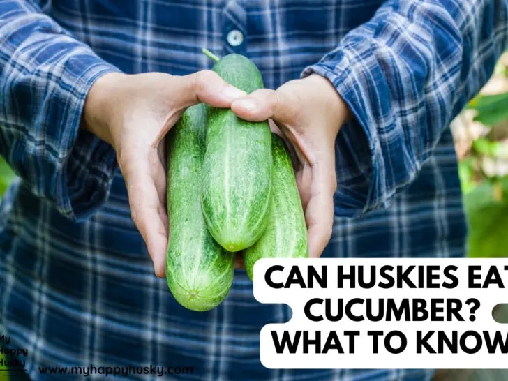 husky eating cucumber