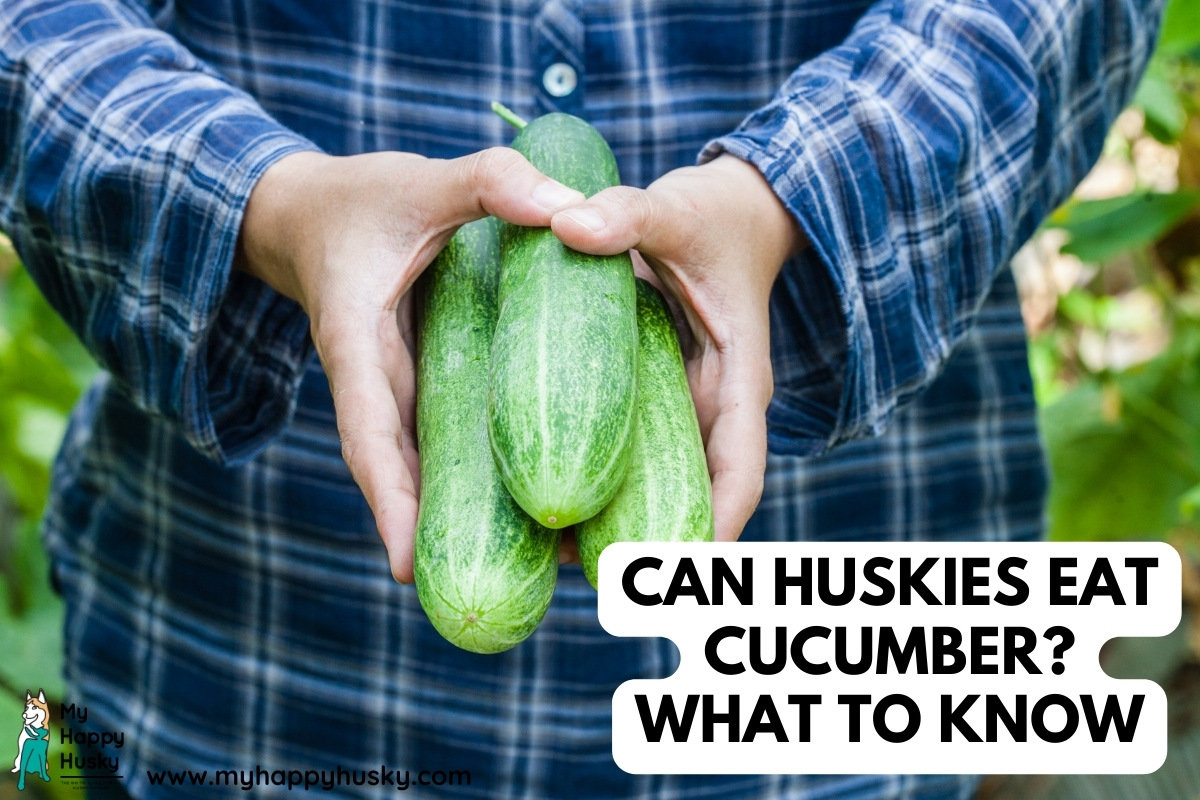 husky eating cucumber