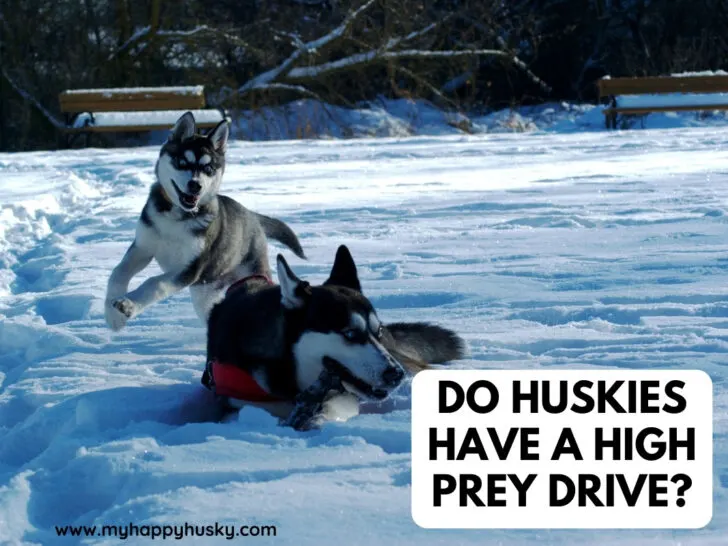 husky prey drive