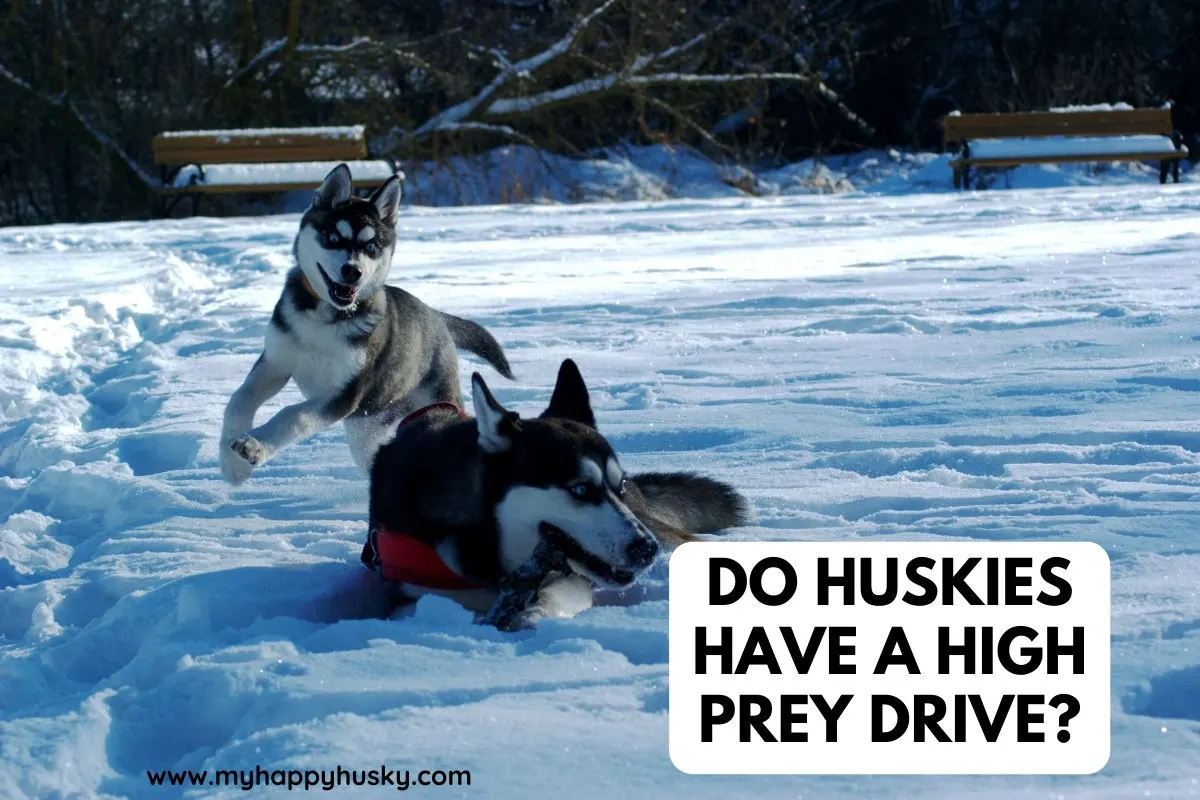 husky prey drive