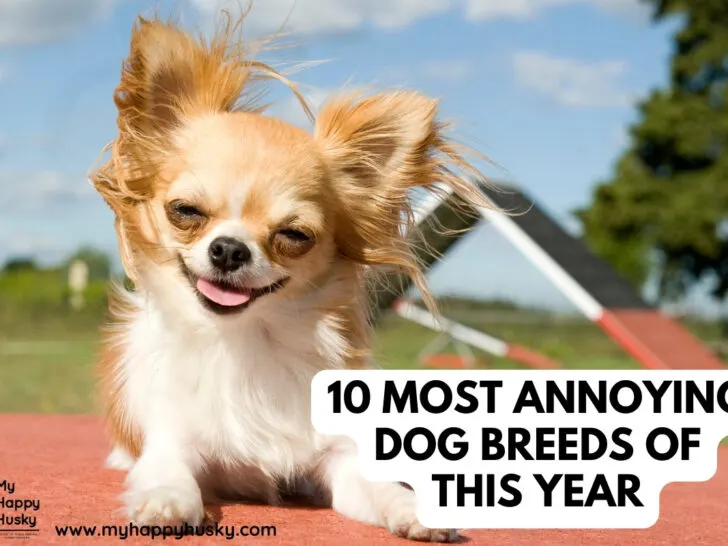 most annoying dog breeds