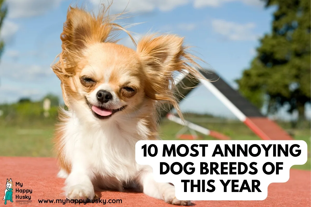 most annoying dog breeds
