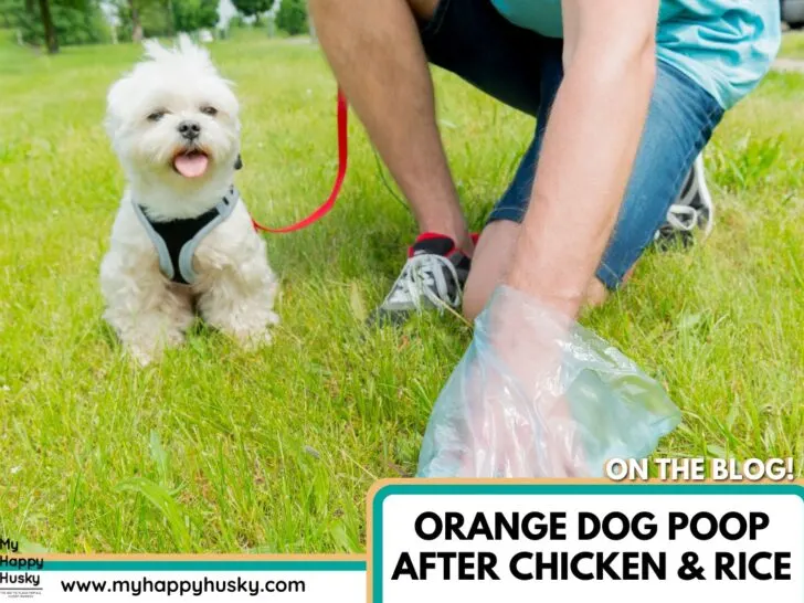 orange dog poop after chicken and rice