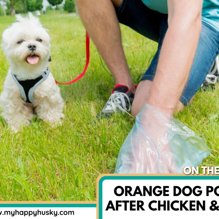 Orange Dog Poop After Chicken & Rice Meals (Top Reasons) – My Happy Husky