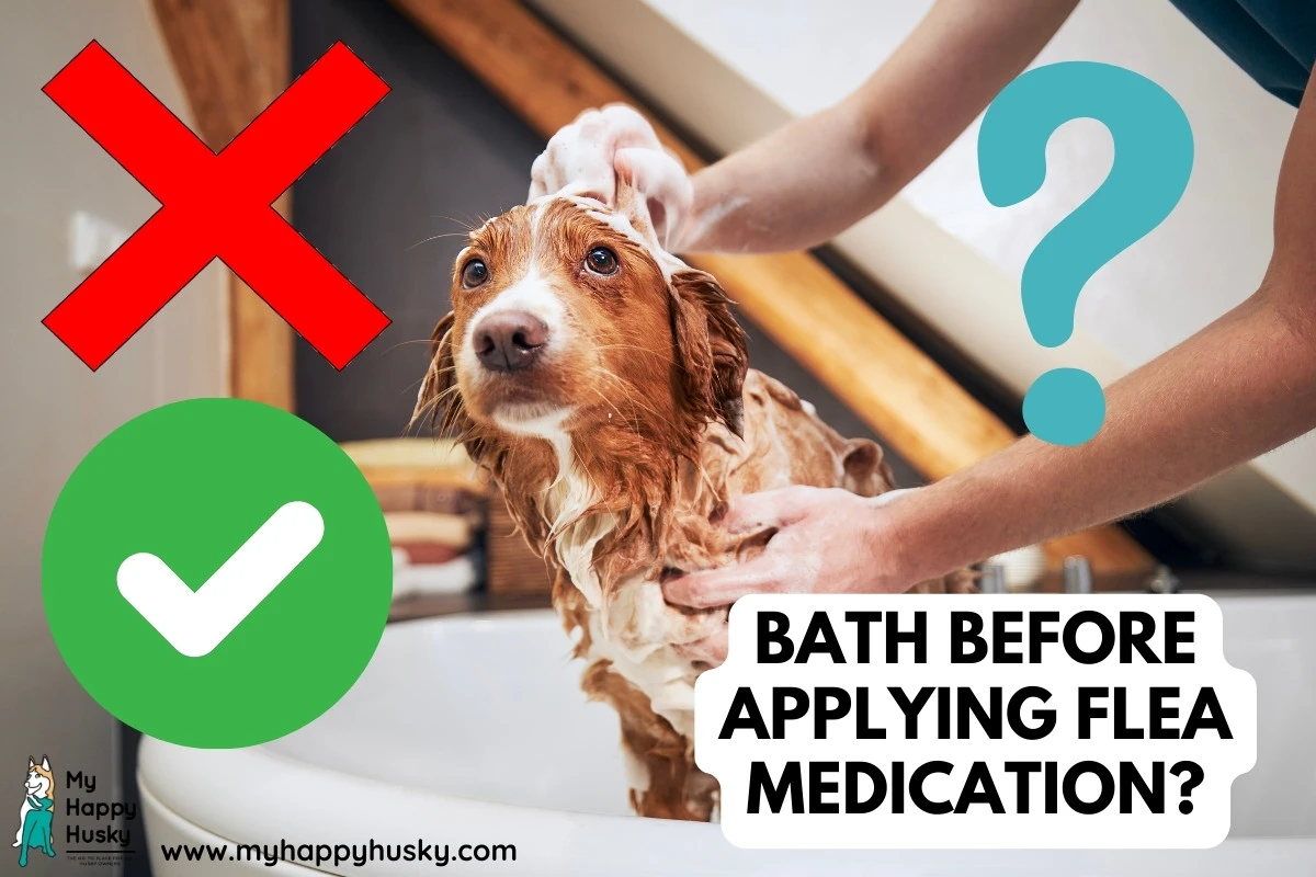 should you bathe before applying flea medication