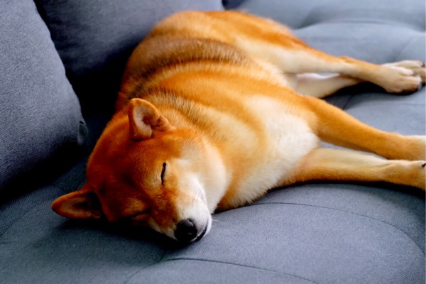 shiba sleeping inside