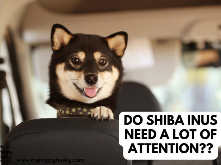 do shiba inus need a lot of attention