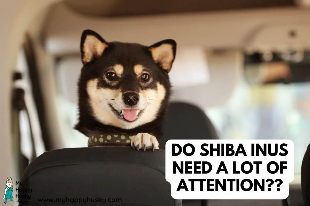 do shiba inus need a lot of attention