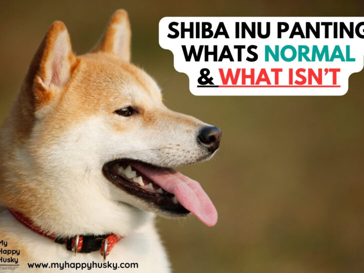 shiba inu panting