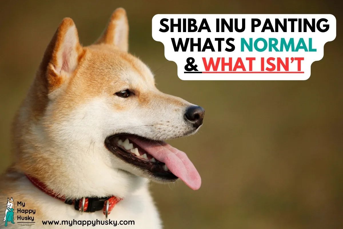 shiba inu panting