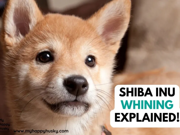 shiba inu whining