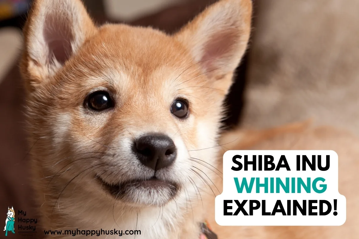 shiba inu whining