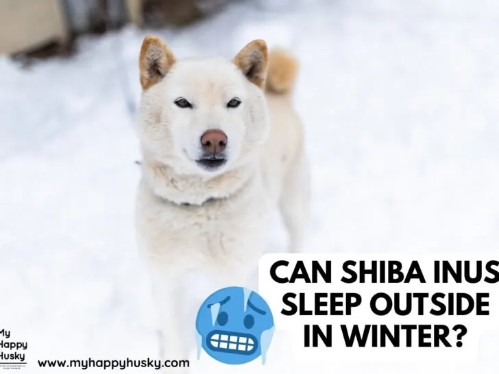 shiba inus sleeping outside