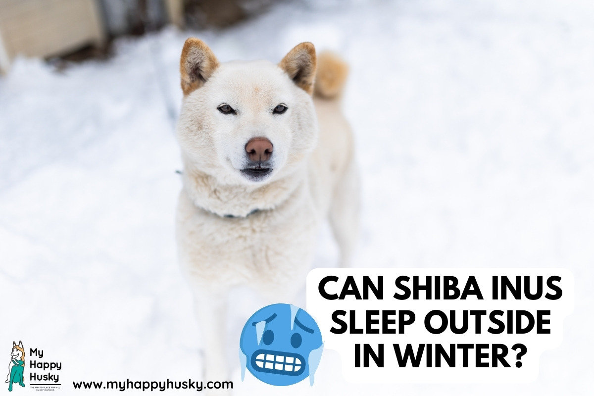 shiba inus sleeping outside