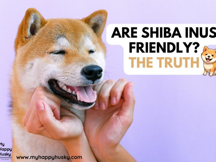 are shiba inus friendly