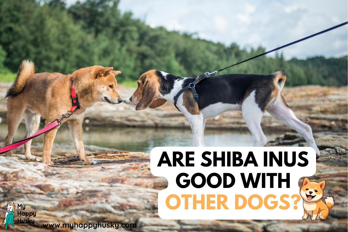 are shiba inus friendly with other dogs