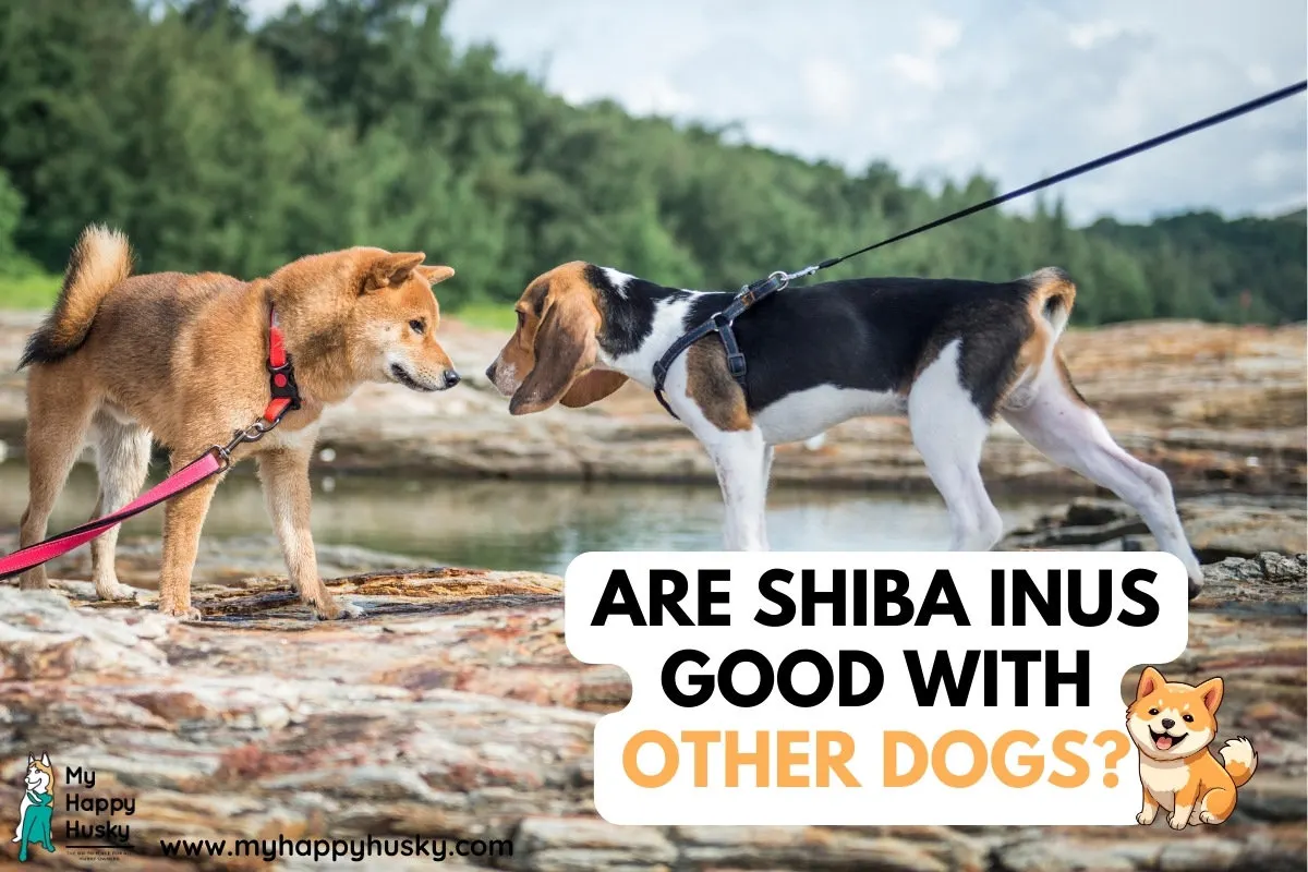 are shiba inus friendly with other dogs