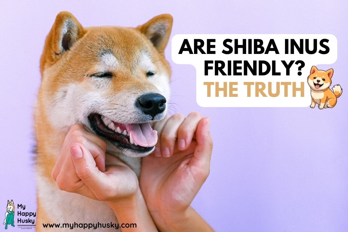 are shiba inus friendly