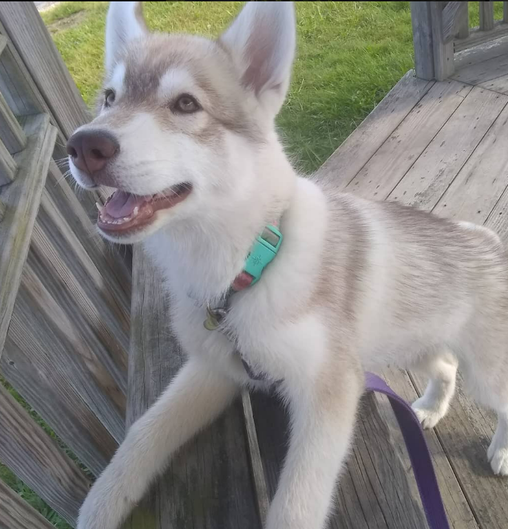 red husky with green eyes