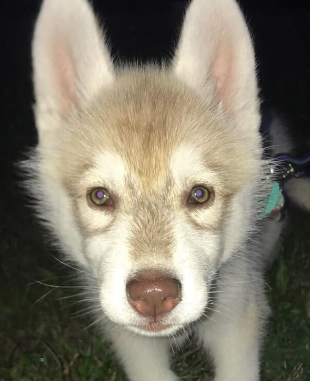 husky with green eyes