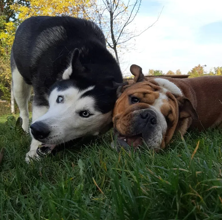 siberian husky friends with a bulldog