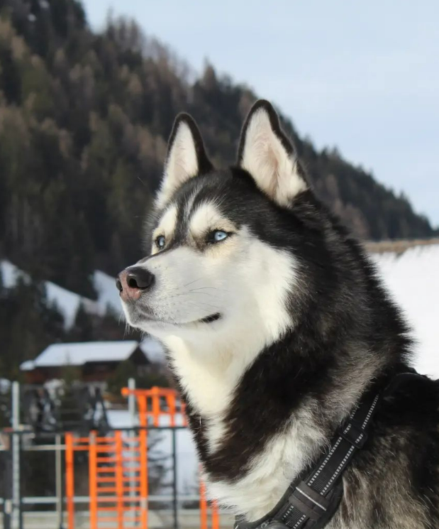 husky living in snowy conditions