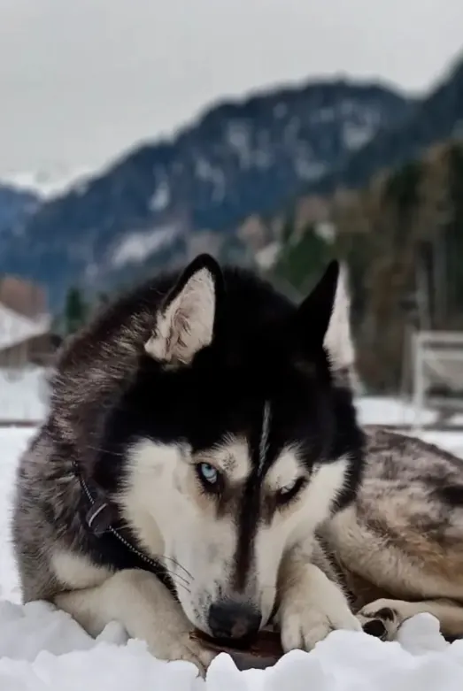 husky laying down in a snowy winter. blue eyed black and white siberian husky