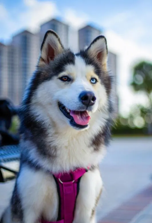 siberian husky