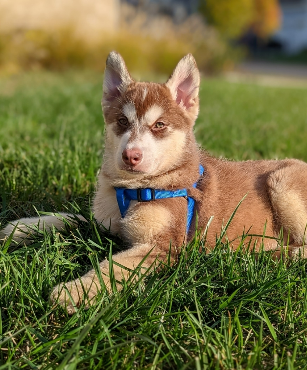 husky with green eyes