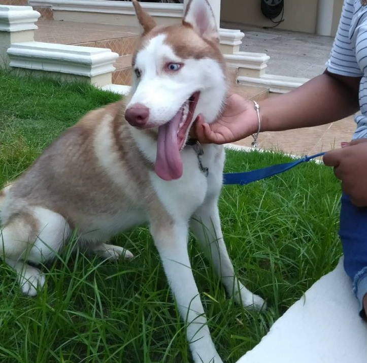 red husky with blue eyes