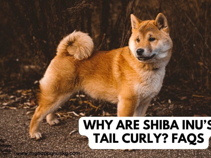 shiba inu curly tails
