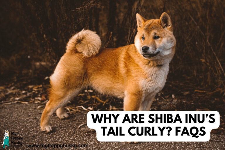 shiba inu curly tails