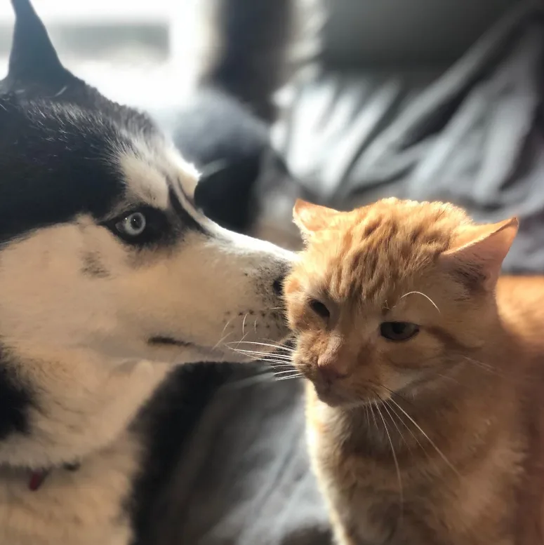 siberian husky with a cat friend