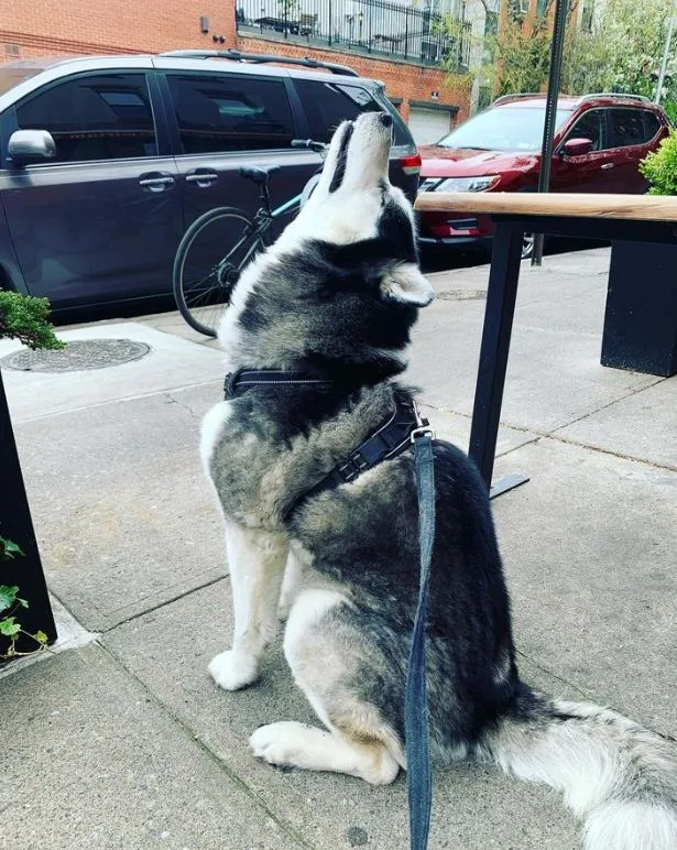 siberian husky stretching or howling. Not pouncing!