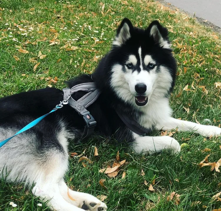 example of a wooly coated siberian husky
